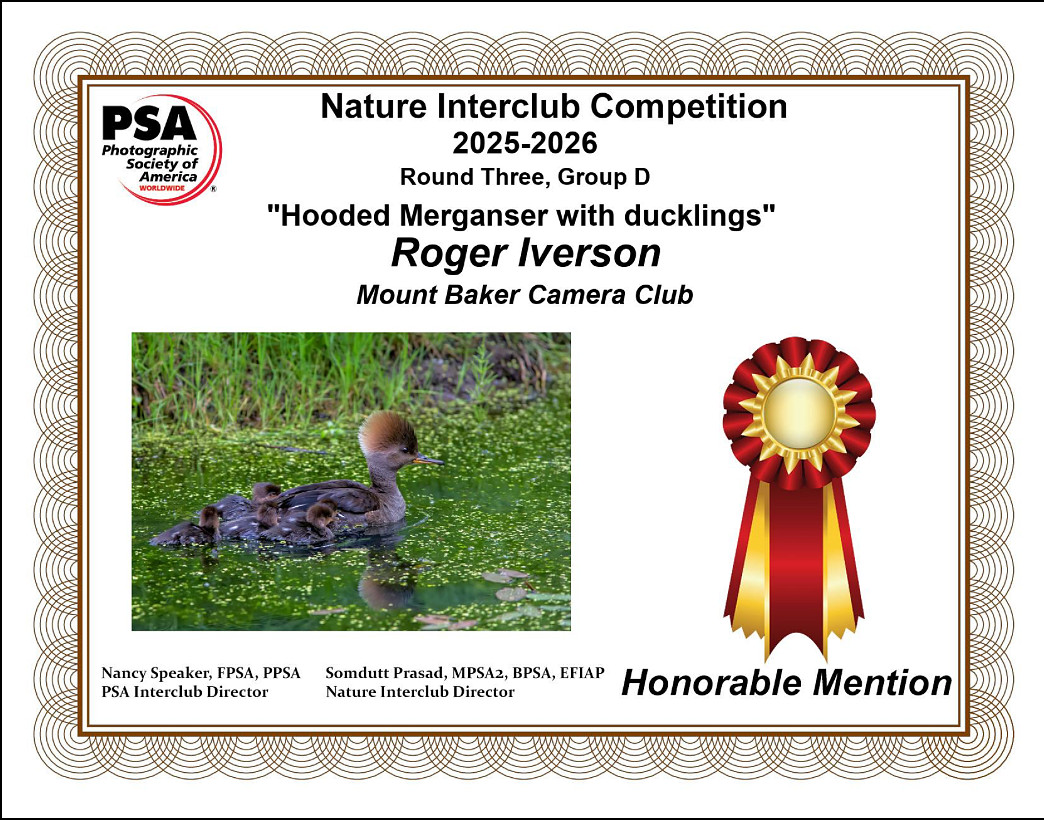 N-06)~Nature~Hooded Merganser with ducklings~Roger Iverson