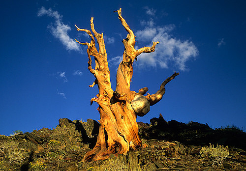 Landscape__Bristlecone_Pine_