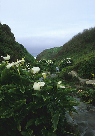 Landscape__Calla_Lilies_in_fog_