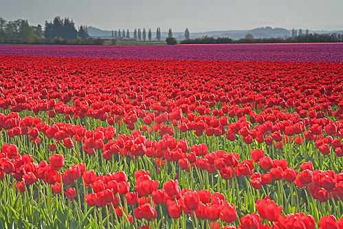 Landscape__Red_and_purple_tulips_