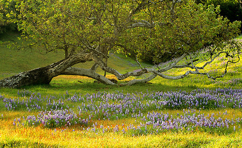 Landscape_Lupine_under_oak_