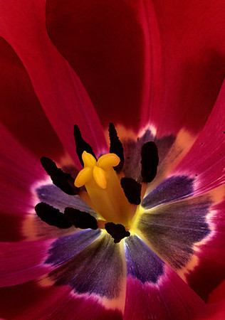 _Negrita_tulip