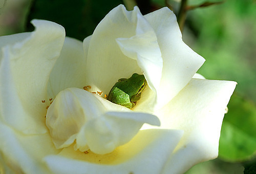 Flowers__Frog_in_white_rose_