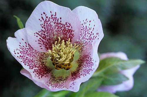 Flowers__Helleborus_
