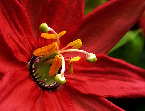 Flowers__Passion_Flower_