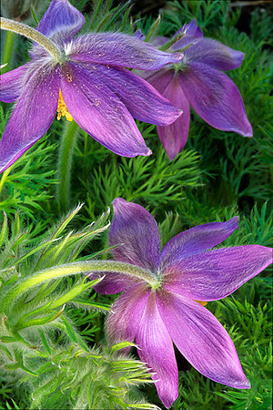 Flowers__Pasque_flowers_