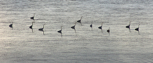 02_Heron_s_in_Silver