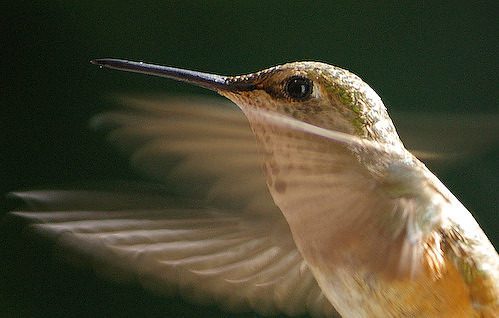 04_Female_Rufous_Hummingbird