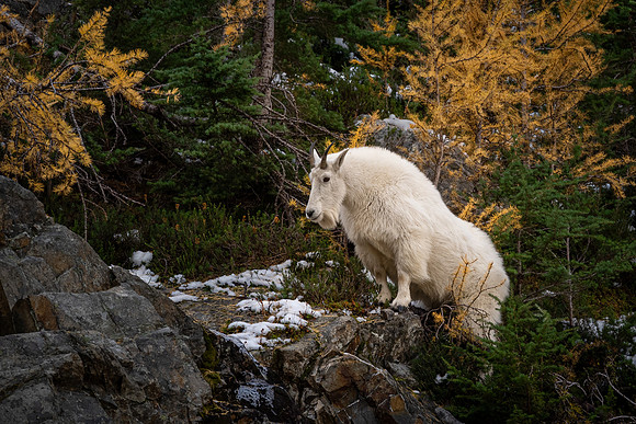 14-Score 20 - Mountain Goat: Ramona Hammerly