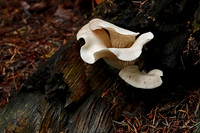 B08)09~2nd choice~Angelwing-Mushroom~Jay-Raney