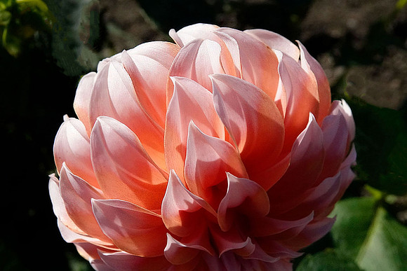 C02)08~3rd Choice~Dahlia~Jay-Raney