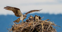 A09)09~1st Choice~Osprey Family~Ken Salzman