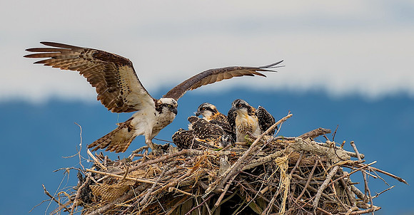 A09)09~1st Choice~Osprey Family~Ken Salzman
