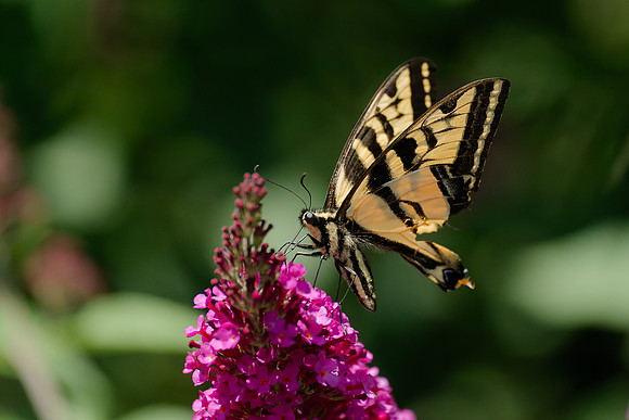 C05)08~3rd Choice~Western Tiger Swallowtail~Ron Edman
