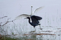 A03)09~1st Choice~Snowy-Egret-Little-Blue-Heron~Jay-Raney