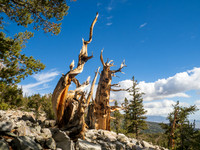 B07)09~2nd Choice~Bristle Cone Pines~Joan Ritzenthaler