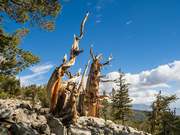 B07)09~2nd Choice~Bristle Cone Pines~Joan Ritzenthaler