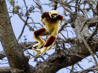 A06)09~1st Choice~Coquerel's sifaka~Neil O'Hara