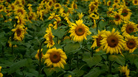 B05)09~2nd Choice~Sunflower Field~Ron Edman