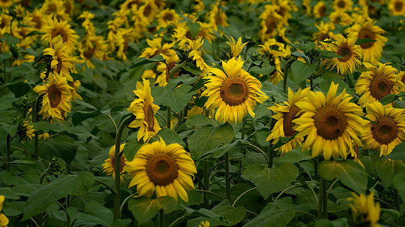 B05)09~2nd Choice~Sunflower Field~Ron Edman
