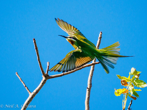 B04)09~2nd Choice~Olive bee-eater~Neil O'Hara