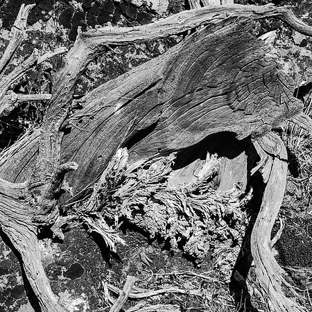 7-25~Open~Desert Art_Weathered Stump~Vance Deason