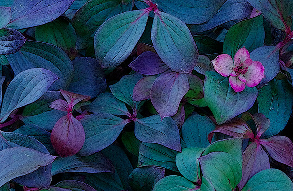 2-31~Flowers~The Last Bloom~Marilyn Hektner