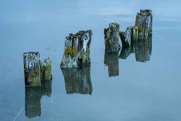 Old Piling - Ramona Hammerly