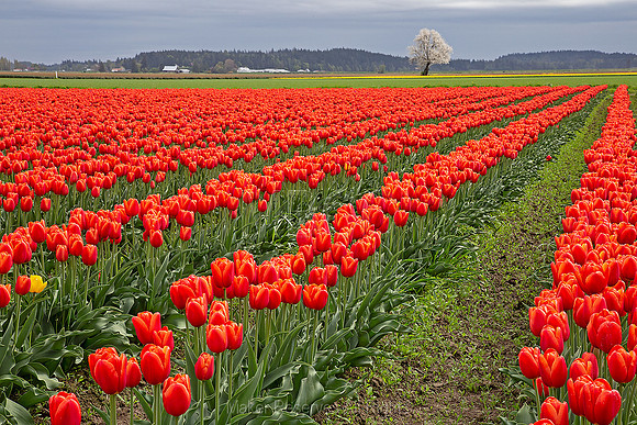 G3.070)287~Tulip Field and Blooming Tree~Margaretha Maryk