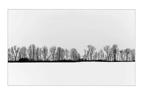 Roger Iverson_1st Choice_Minnesota Tree Line