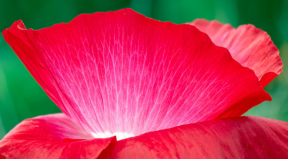 2-01~Flowers~Illumination~Elvira Butler