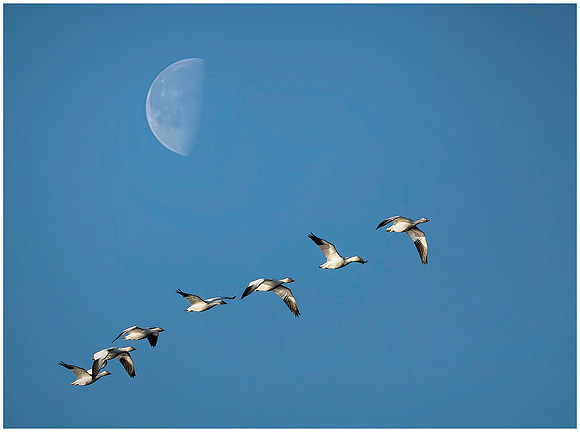 6-28~Nature~Under The Moon~Keith Clements