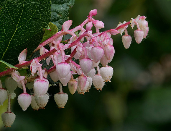 2-15~Flowers~Gaultheria Shallon~Stephen Frye