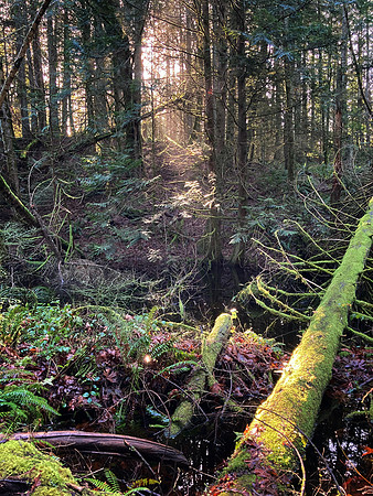 3-31~Landscape~Chaotic Nature~Leslie Braun