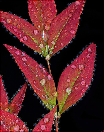 7-41~Open~Raindrops~Murphy Hektner