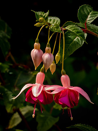 2-24~Flowers~Fuschia~Ramona Hammerly