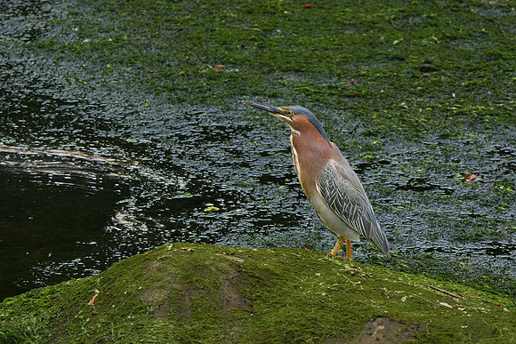 6-09~Nature~Subadult Green Heron~Stephen Frye