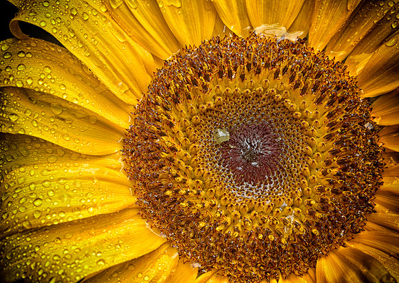 2-HM2)2-21~Flowers~The Beauty of Detail~Leslie Braun