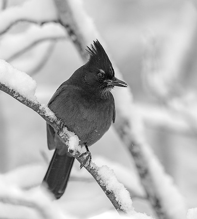 4-03~Monochrome~Winter Blackbird~Ken Salzman