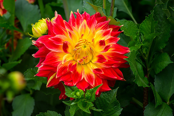 Dahlia - Ron Edman
