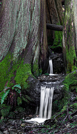 6-34~Nature~Split Tree Waterfall~Vance Deason