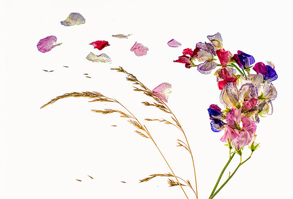 2-X3)2-26~Flowers~Wind Blown~Ken Ballweg
