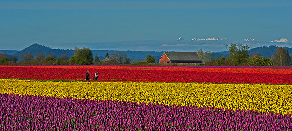 7-07~Open~Tulip Time~Murphy Hektner