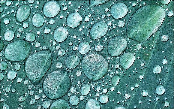 4-17~Monochrome~Raindrops on Leaf~Murphy Hektner