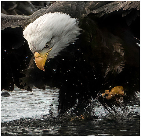 6-22~Nature~Gotcha2~Keith Clements