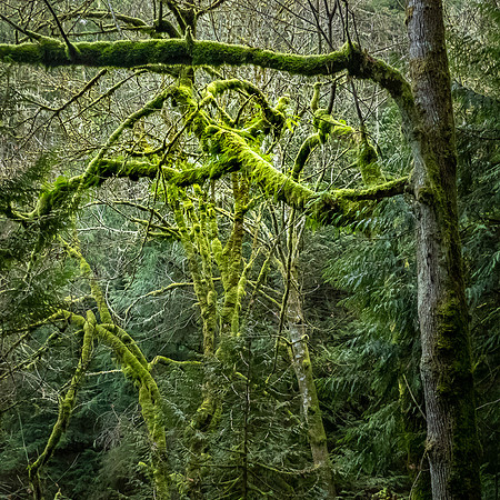 3-05~Landscape~Moss on Maple~Ramona Hammerly