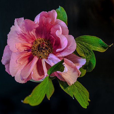 2-HM4)2-32~Flowers~Tree Peony~Vance Deason