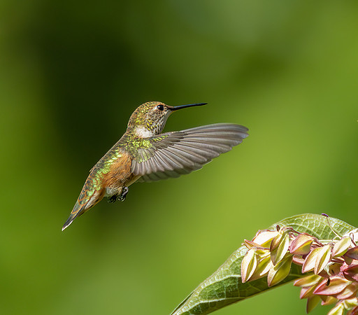 Roger Iverson_3rd Choice_Female Rufous Hummingbird