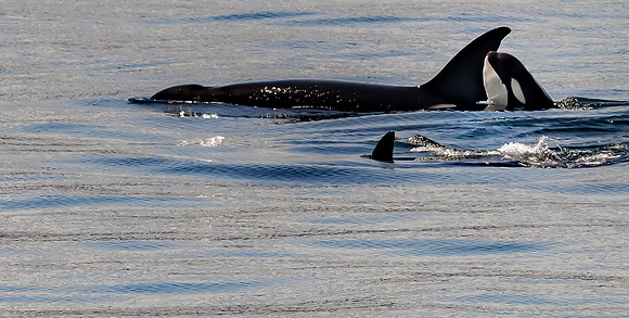 Anacortes Whales 6232018 (707)-1 copy