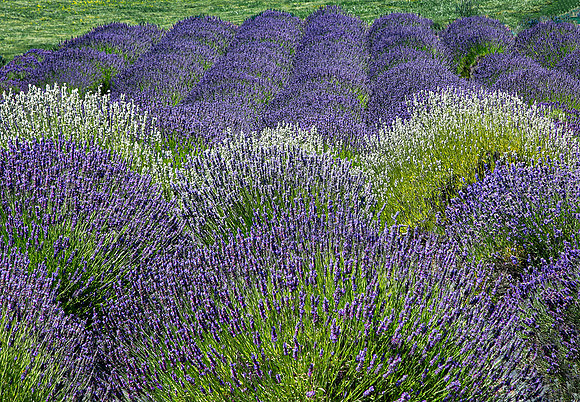 3-18~Landscape~Lavender Fields~Elvira Butler